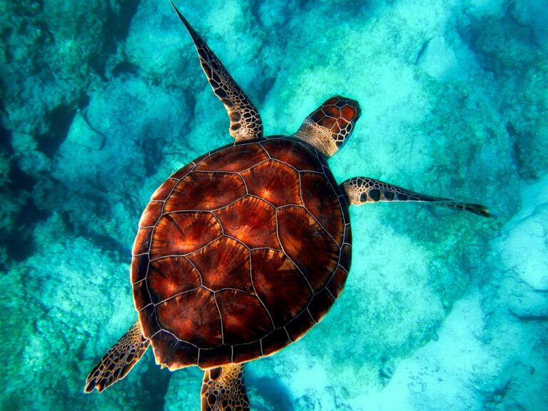 tartaruga-caretta-tortoli-oristano